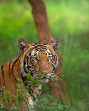 bandipur national park karnataka