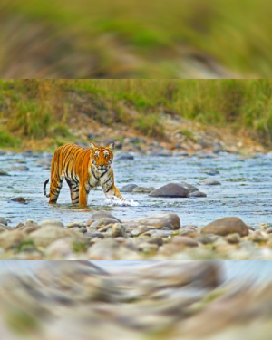 corbett national park uttarakhand